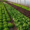 Ogrodnictwo: warzywa pod osłonami - uprawa pod folią, agrowłókniną w szklarni
