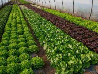 Ogrodnictwo: warzywa pod osłonami – uprawa pod folią, agrowłókniną w szklarni