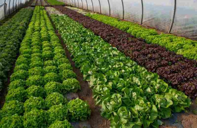 Ogrodnictwo: warzywa pod osłonami - uprawa pod folią, agrowłókniną w szklarni