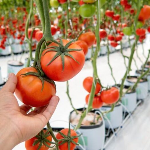 Metody ekologicznej uprawy pomidorów w tunelu foliowym