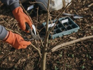 Jak zapewnić ciągłe kwitnienie roślin cebulowych od wczesnej wiosny do lata